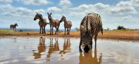 368  Zebras am Wasserloch
