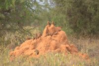 373 Zebramangusten im Termitenbau.ARW