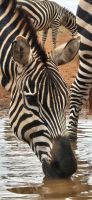 380 Zebras am Wasserloch