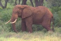 382 rote Elefanten in Lumo