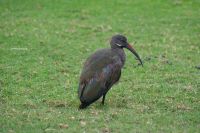 239 Hagedasch Ibis