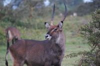 241 Wasserbock