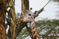 242 Masaigiraffe