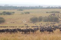 243 unzählige Gnus in der Masai Mara