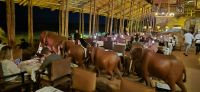 244 Restaurant Kilaguni Lodge