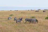 247-Zebras