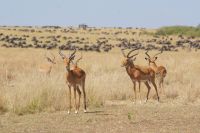 249 Impalas