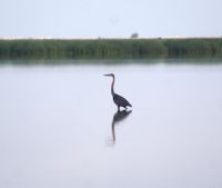 27 Reiher &ndash; &copy; Susanne Schirmann (Eberhardt TRAVEL)