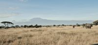 67 Blick auf Kilimandscharo &ndash; &copy; Susanne Schirmann (Eberhardt TRAVEL)