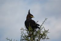 136 Schopfadler &ndash; &copy; Susanne Schirmann (Eberhardt TRAVEL)