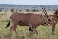 171 Oryx Antilope &ndash; &copy; Susanne Schirmann (Eberhardt TRAVEL)