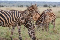 173 Steppenzebras &ndash; &copy; Susanne Schirmann (Eberhardt TRAVEL)