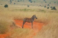 196 Zebrafohlen &ndash; &copy; Susanne Schirmann (Eberhardt TRAVEL)