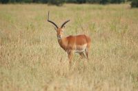 25 Impala Bock
