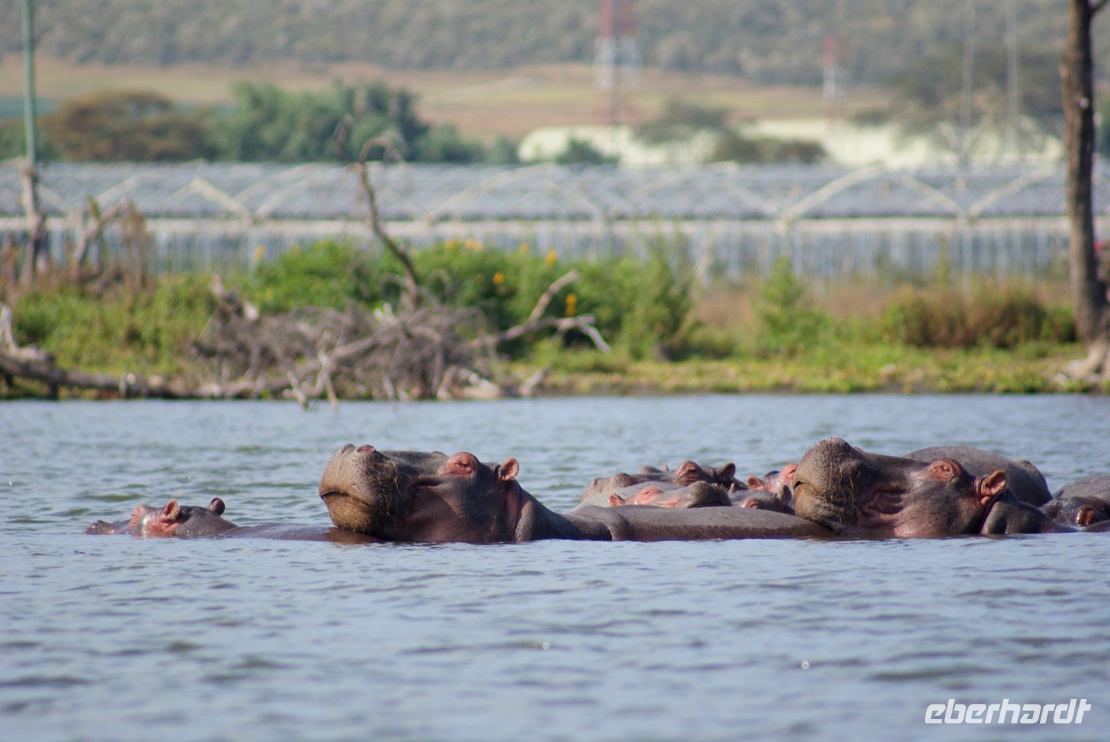251 Hippos