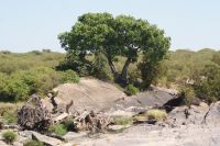 251 Leopard im Baum