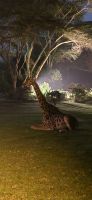 256 Giraffe ruht in der Anlage