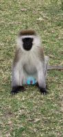 263 grüne Meerkatze