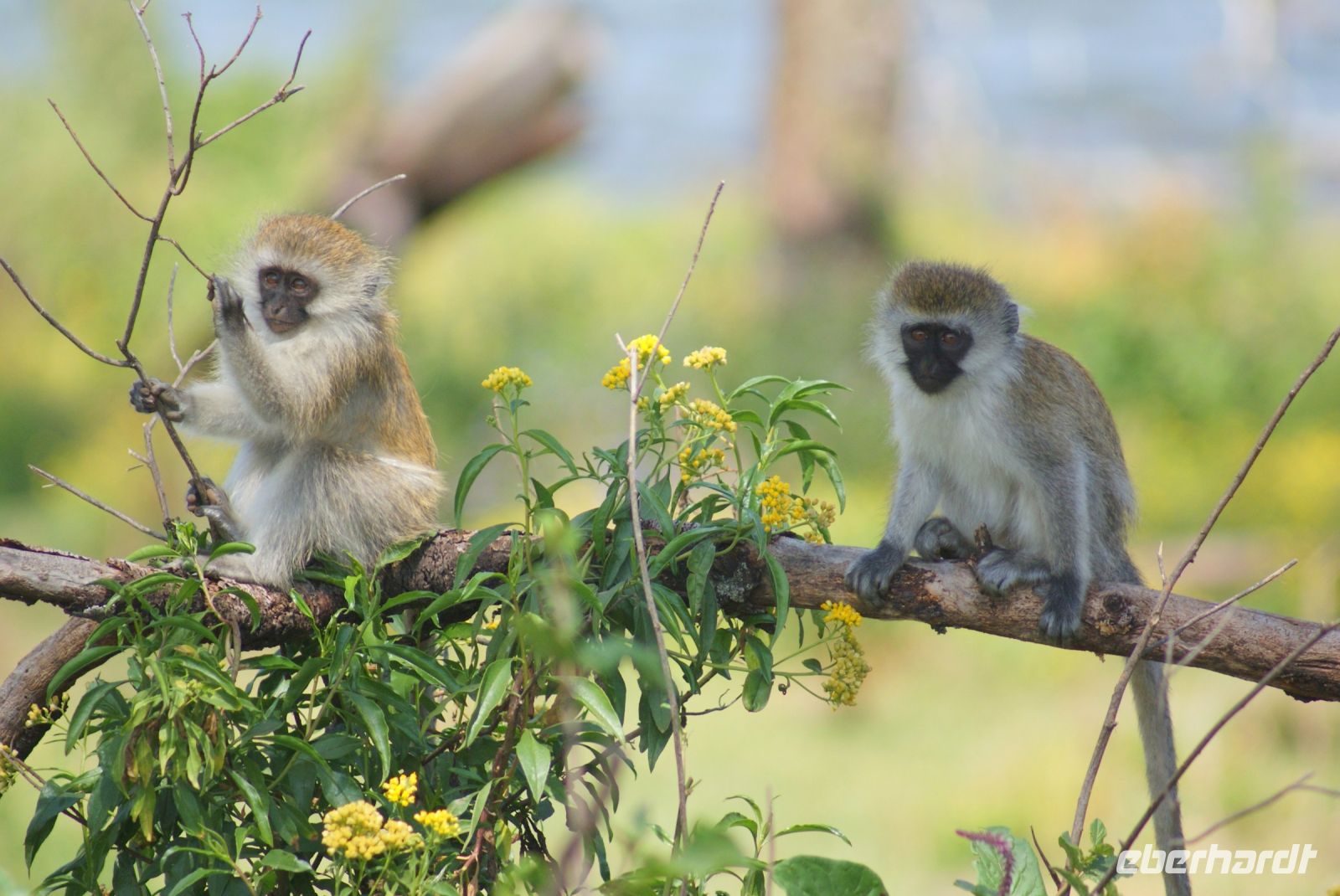 264Meerkatzen auf Crescent Island