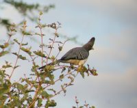 267 Go away bird
