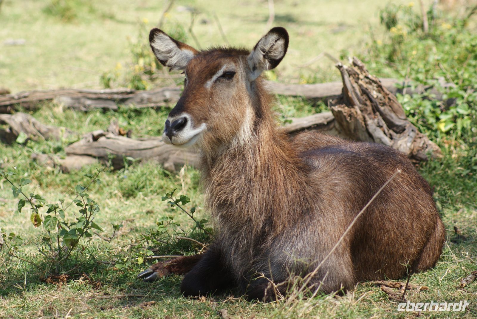 268 Wasserbock