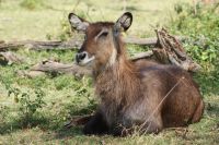 268 Wasserbock