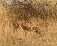 270 Caracal