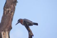 280 Eisvogel
