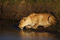 280 Löwenrudel in der Masai Mara