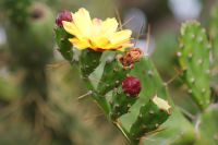 290 Kaktusblüten
