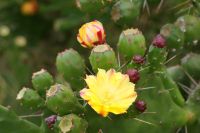 291 Kaktusblüten