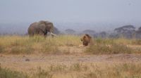 298  Elefant und Löwe
