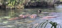 302 Hippos und Krokodile