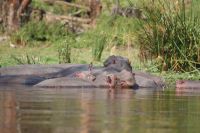 309 Hippos Lake Naivasha