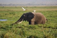 315 Elefant im Amboseli NP