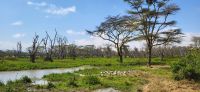 32 Solio Rhino Sanctuary