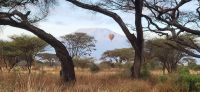 321 Morgenstimmung Amboseli NP