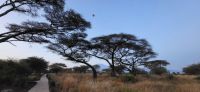 323 Morgenstimmung Amboseli NP