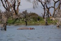 324 Hippos Lake Naivasha