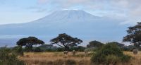 324 Morgenstimmung Amboseli NP
