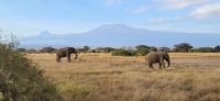 325 Elefanten im Amboseli NP