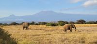 326 Elefanten im Amboseli NP