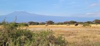 327 Elefanten im Amboseli NP