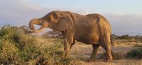 343 Amboseli