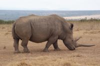 35 Breitmaulnashorn