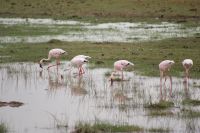 350 Flamingos im  Amboseli Nationalpark