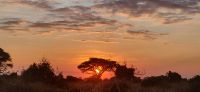 351 Sonnenuntergang Amboseli NP