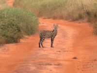 355 Serval