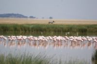359 Flamingos