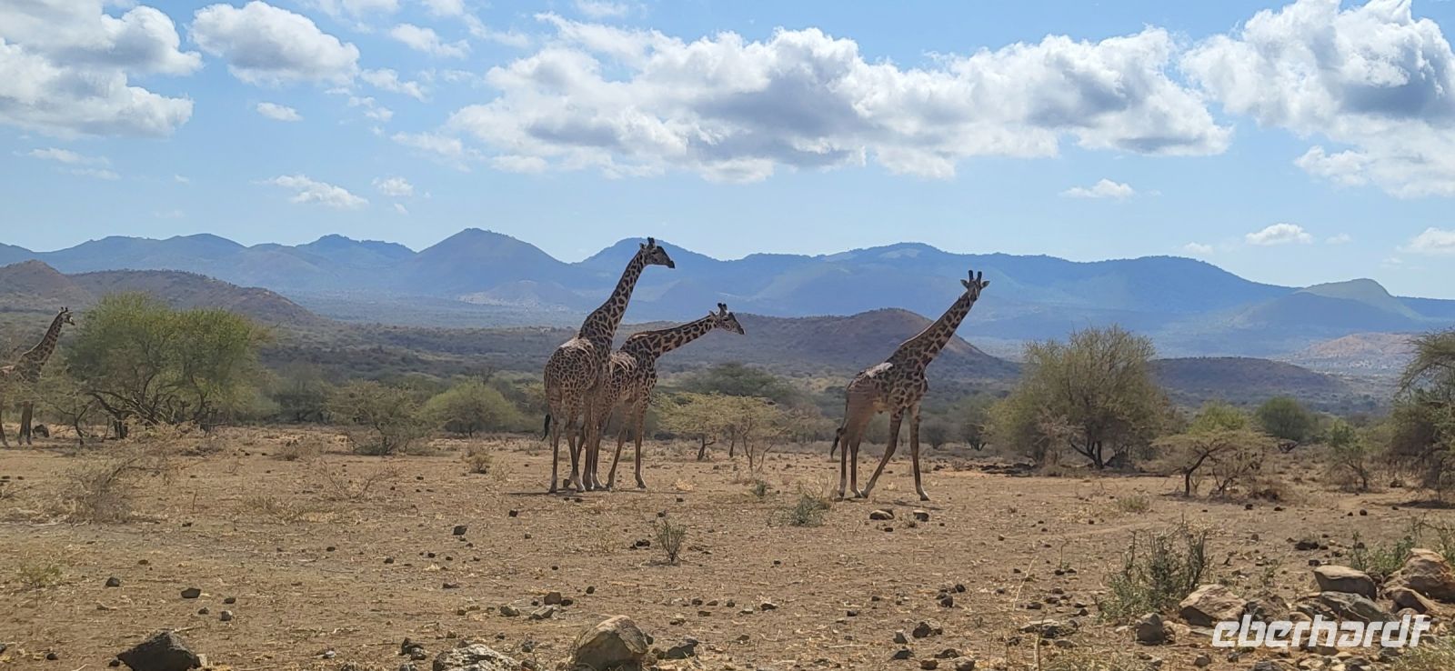 362 Giraffen